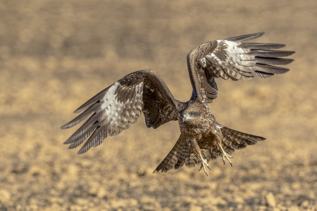 Black kite Poster och Canvastavla