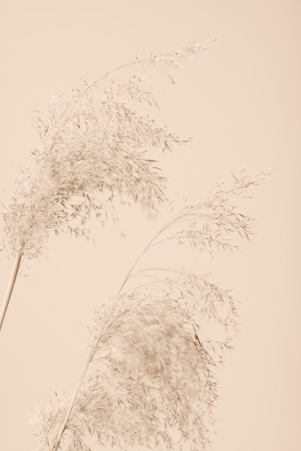 Reed Grass Beige 06 Poster och Canvastavla