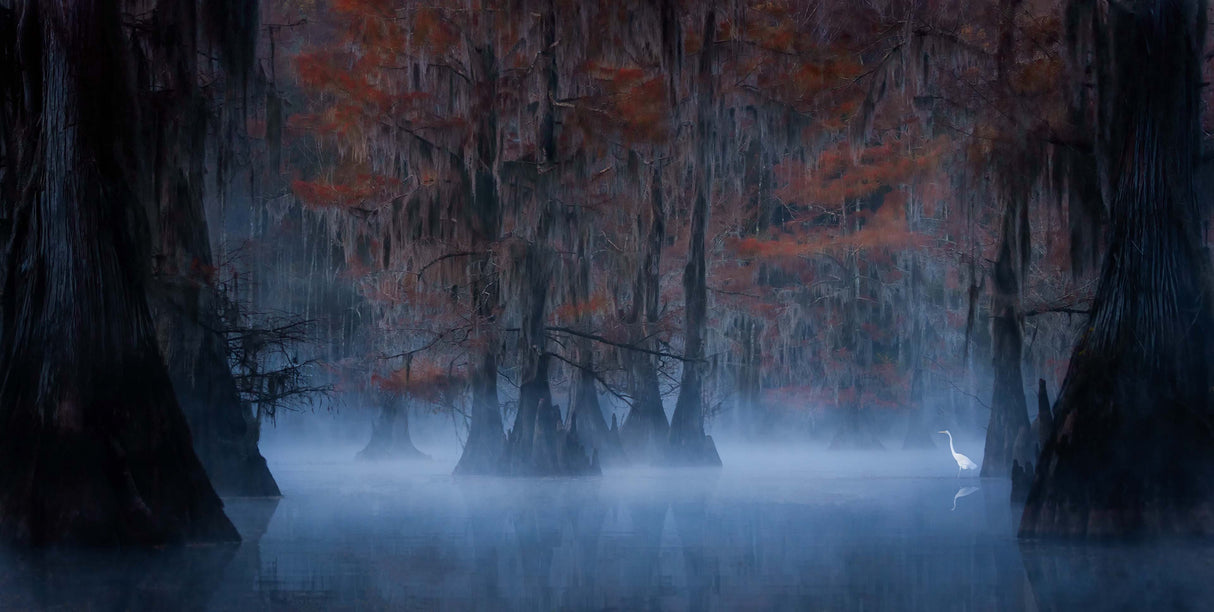 An Egret in the Mysterious Lake Poster och Canvastavla