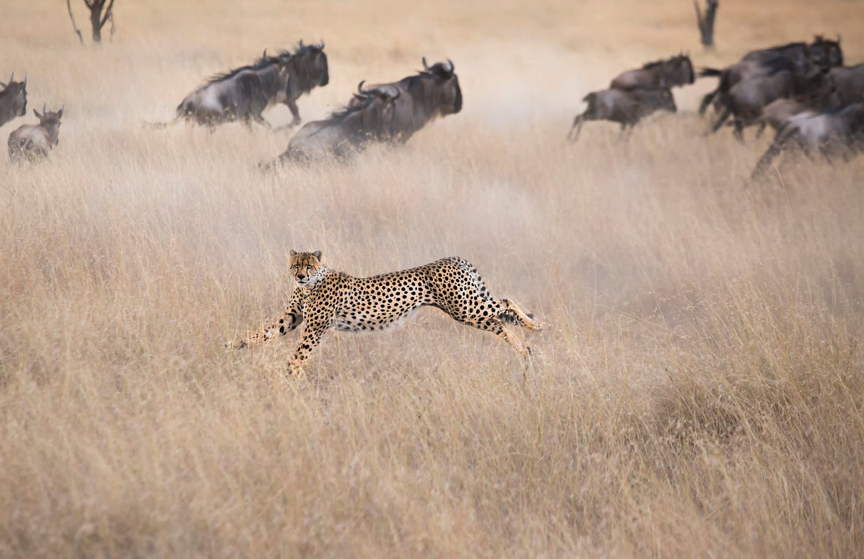 Cheetah Hunting Poster och Canvastavla