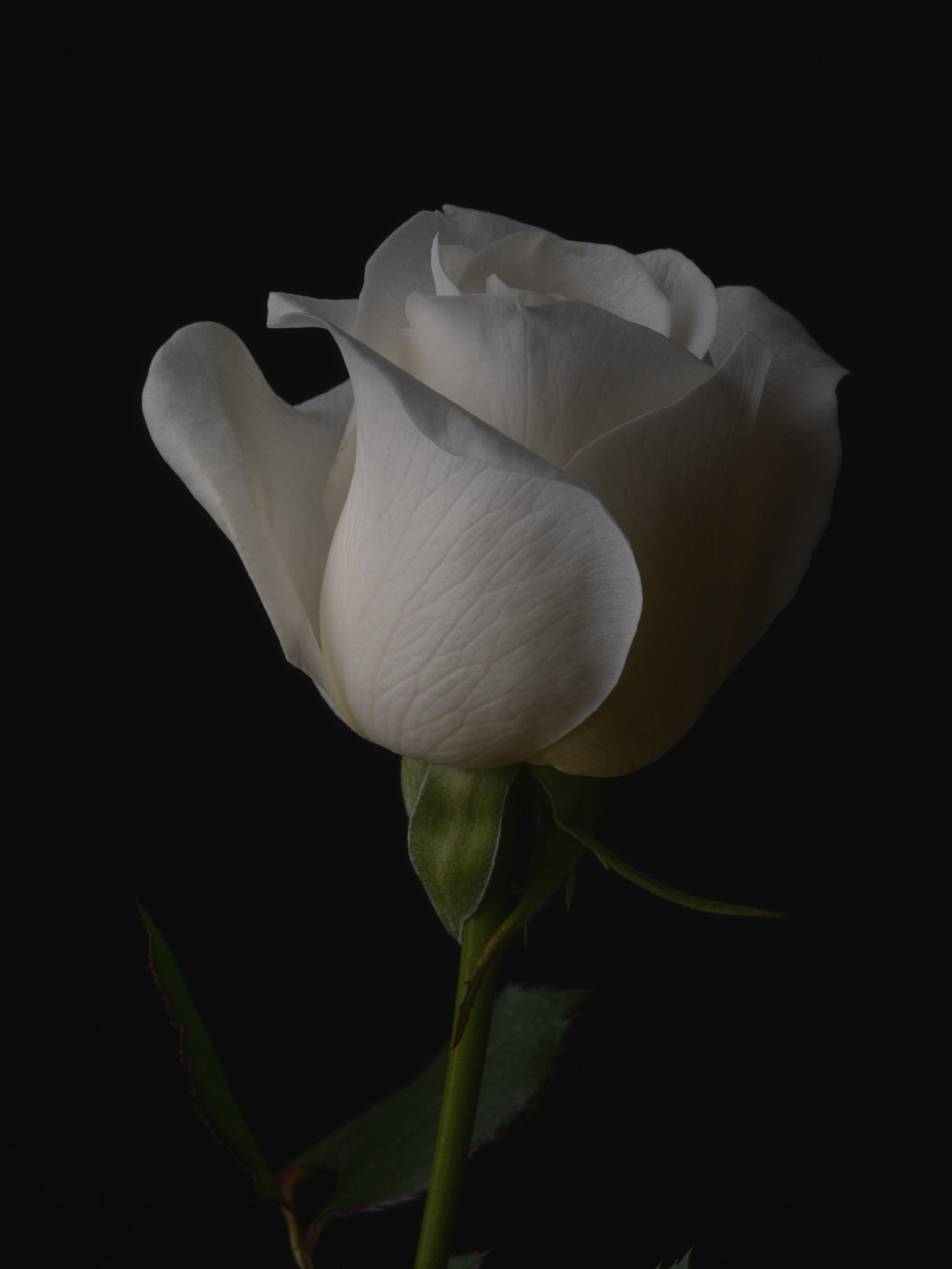 white rose Poster och Canvastavla