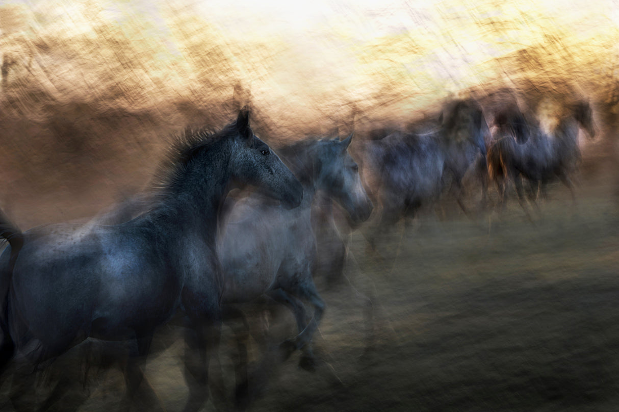 gallop to the unknown Poster och Canvastavla