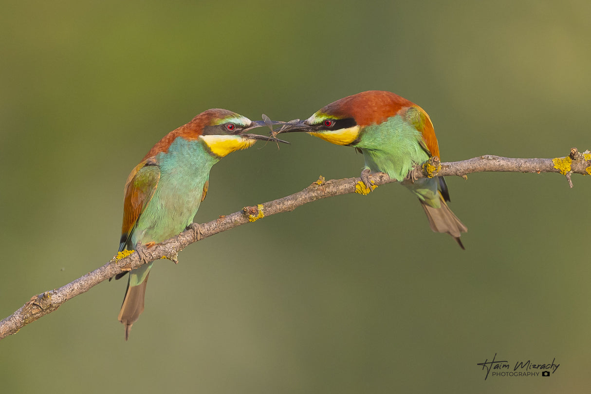 BEE-EATERS FEEDING EACH OTHER Poster och Canvastavla