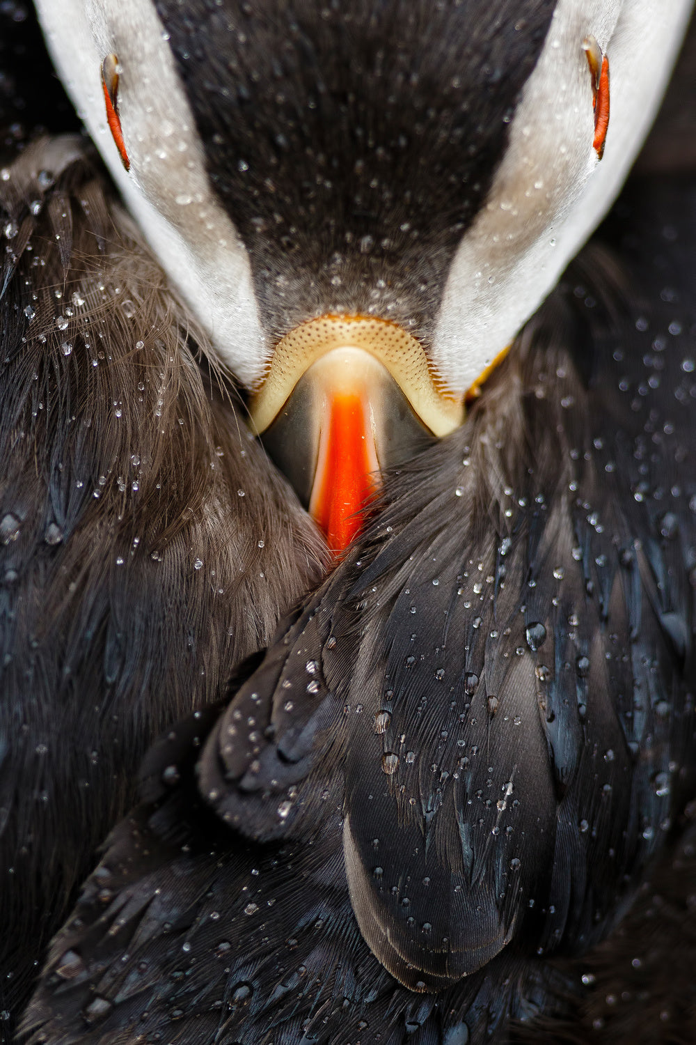 Puffin studio Poster och Canvastavla