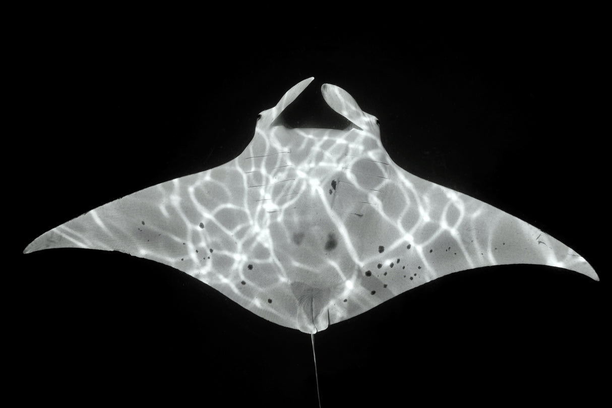 Manta ID Poster och Canvastavla