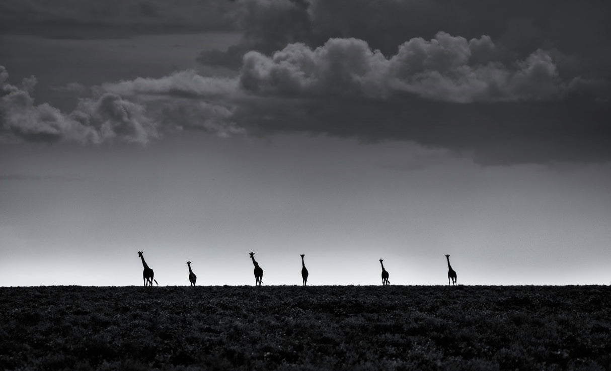 6 Giraffes Poster och Canvastavla