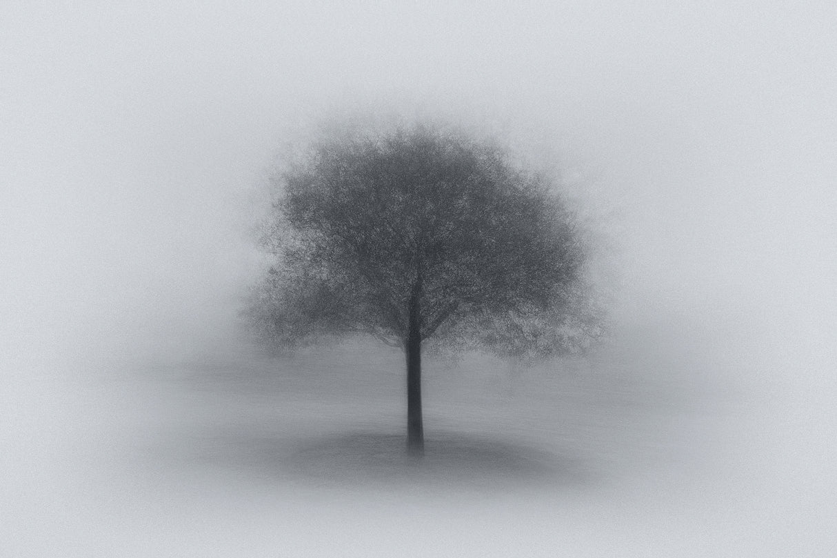 Tree in Fog Poster och Canvastavla