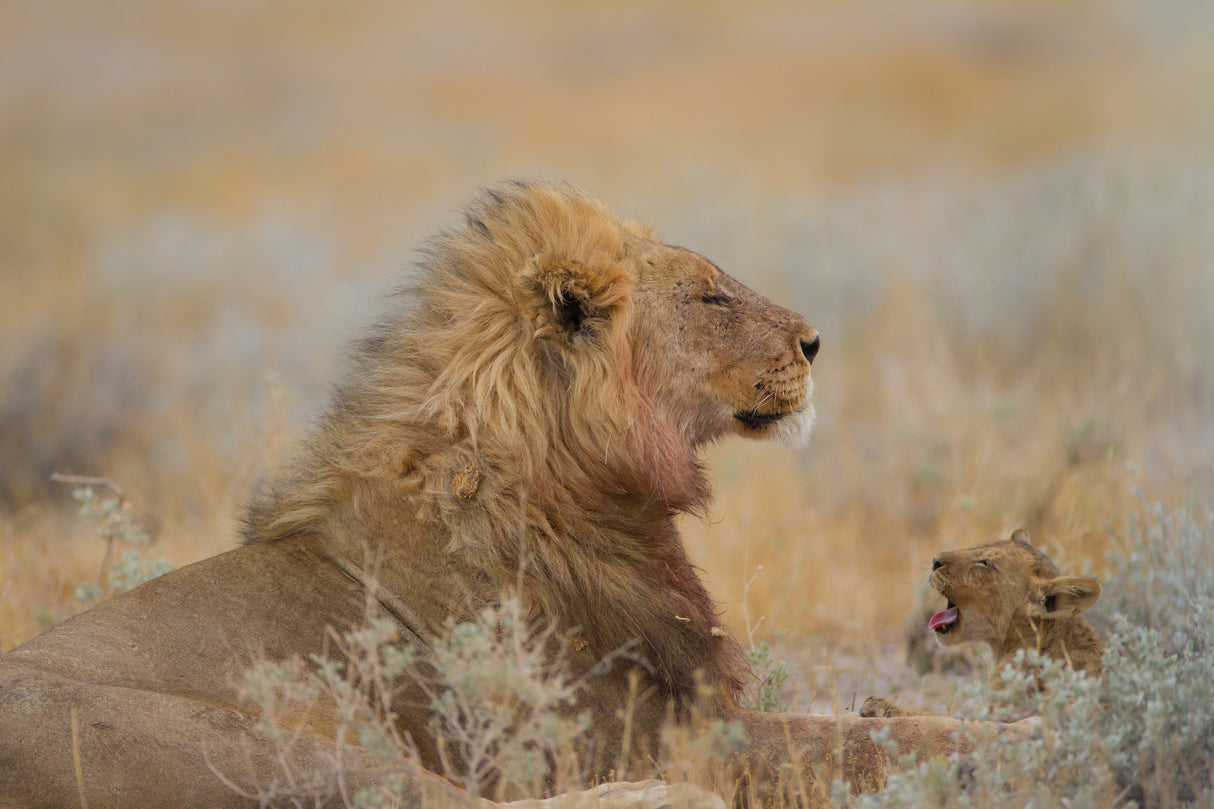 Male lion with cub Poster och Canvastavla