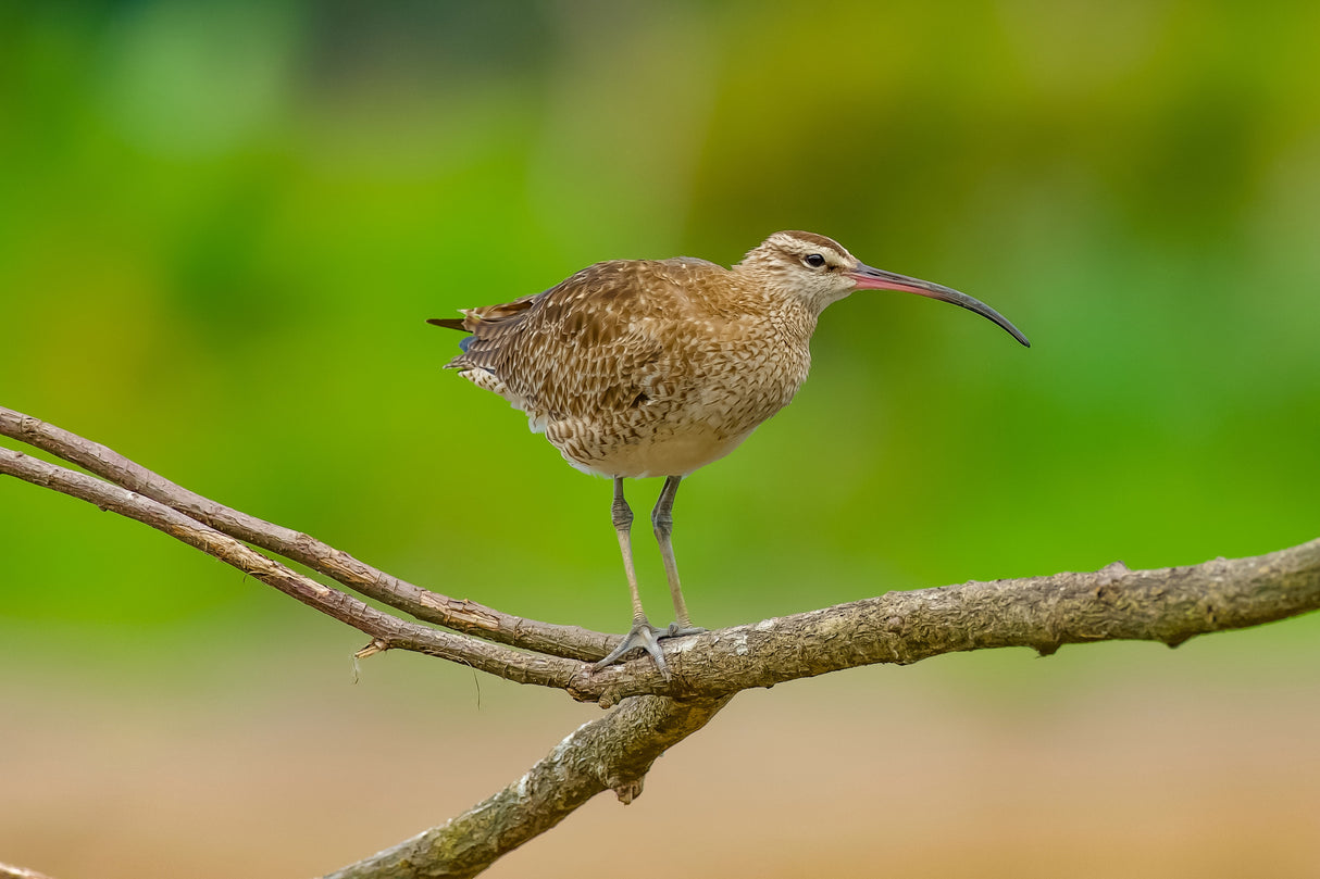 Eurasian whimbrel Poster och Canvastavla