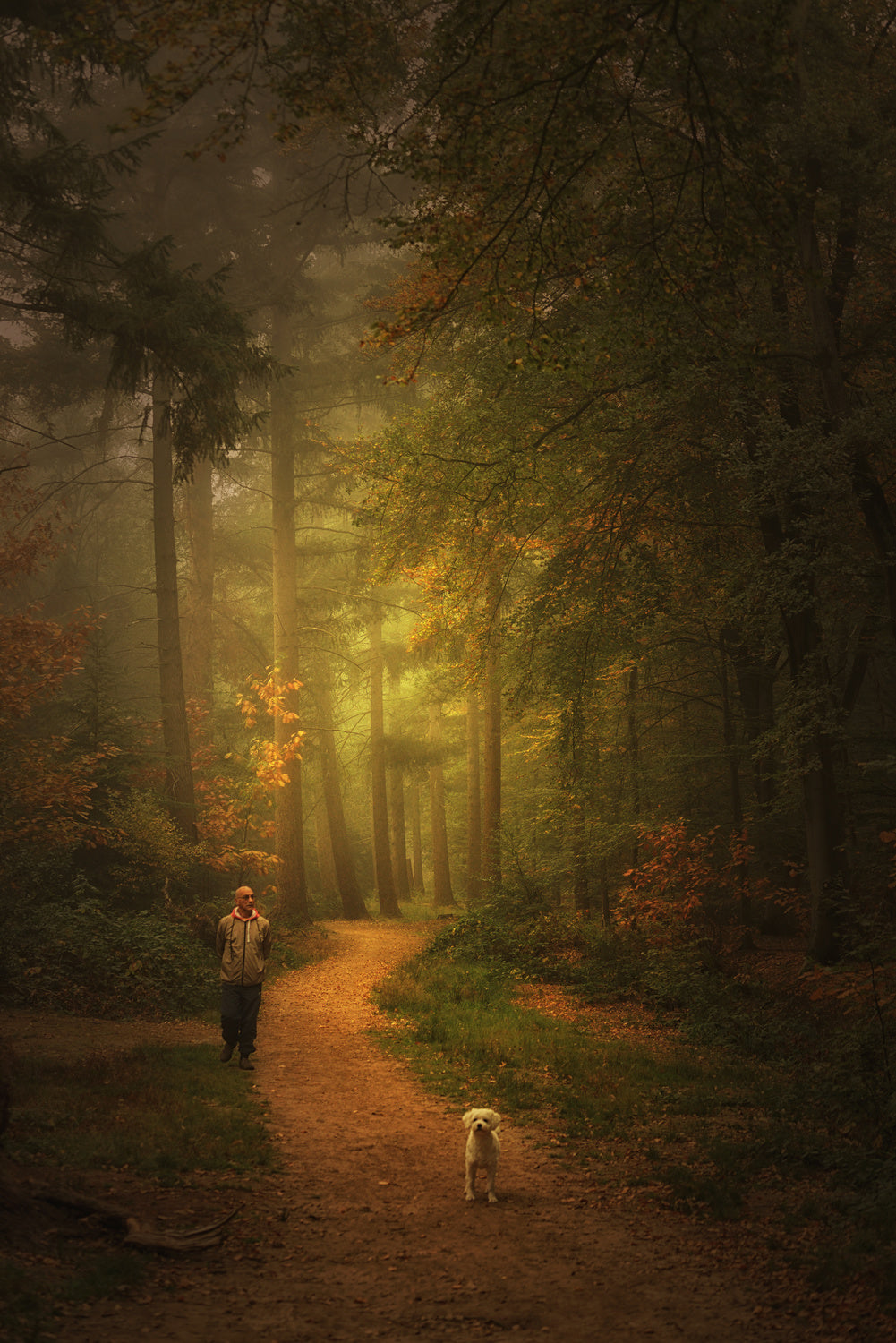 Autumn Dream Poster och Canvastavla
