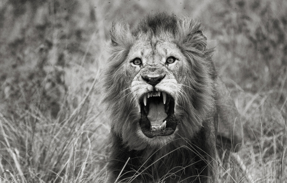 Roar Poster och Canvastavla