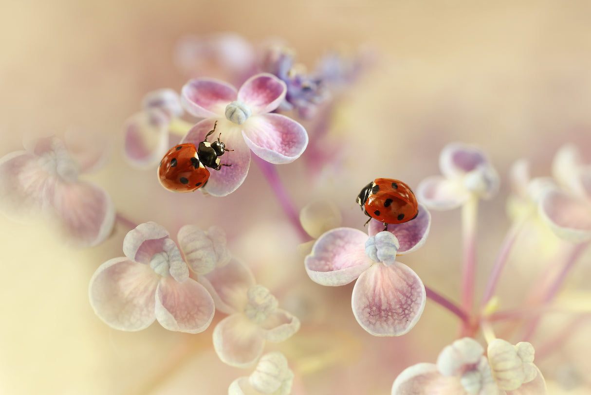 Ladybirds and hydrangea Poster och Canvastavla