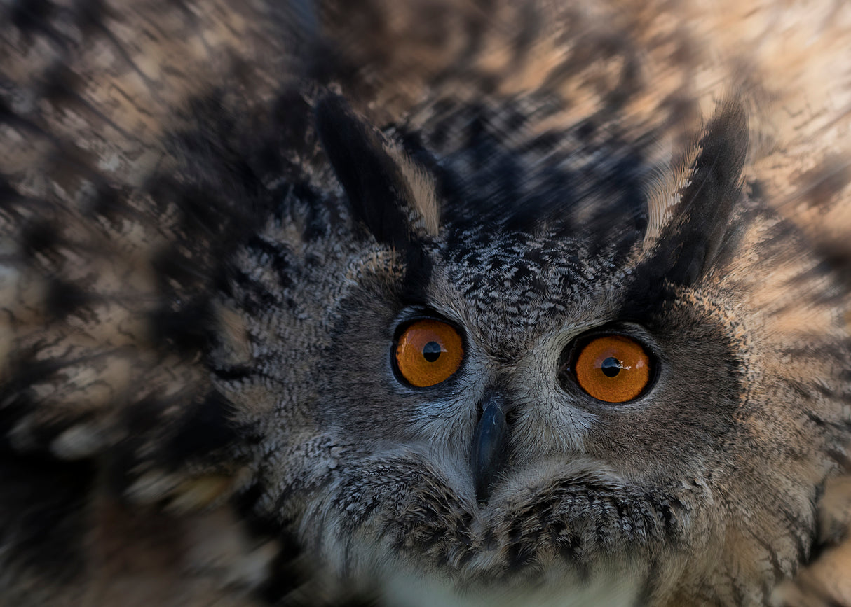 Owl's Eye Poster och Canvastavla
