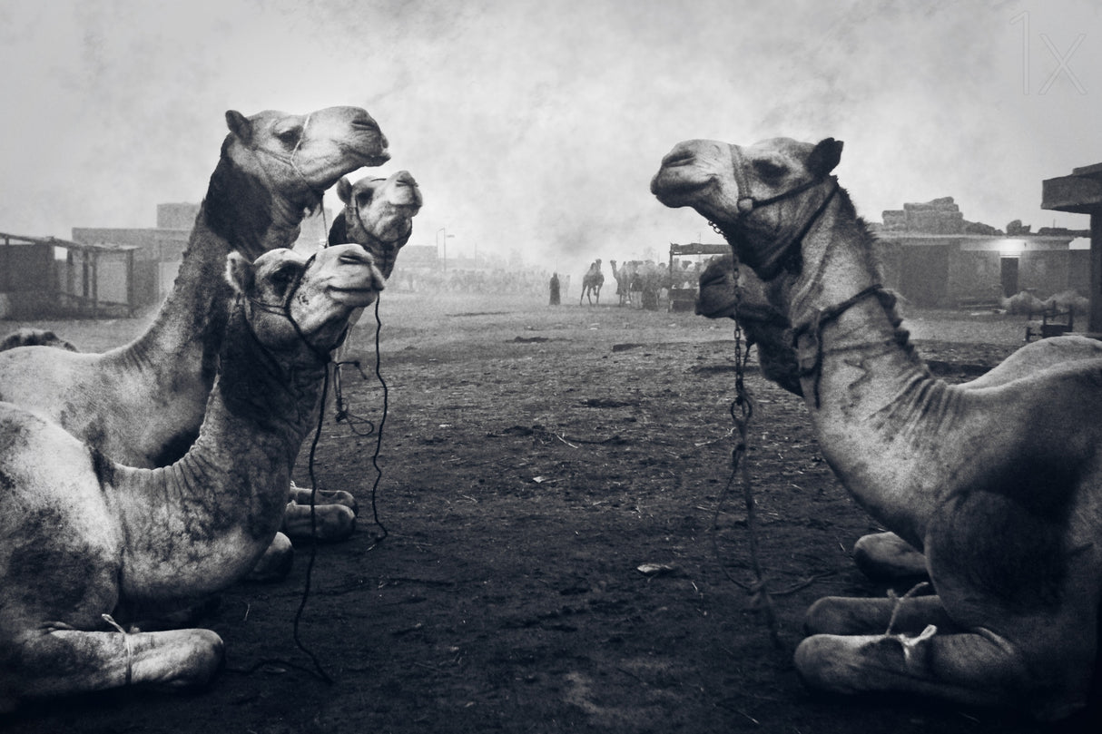 The Shepherd Of Camel Market Poster och Canvastavla