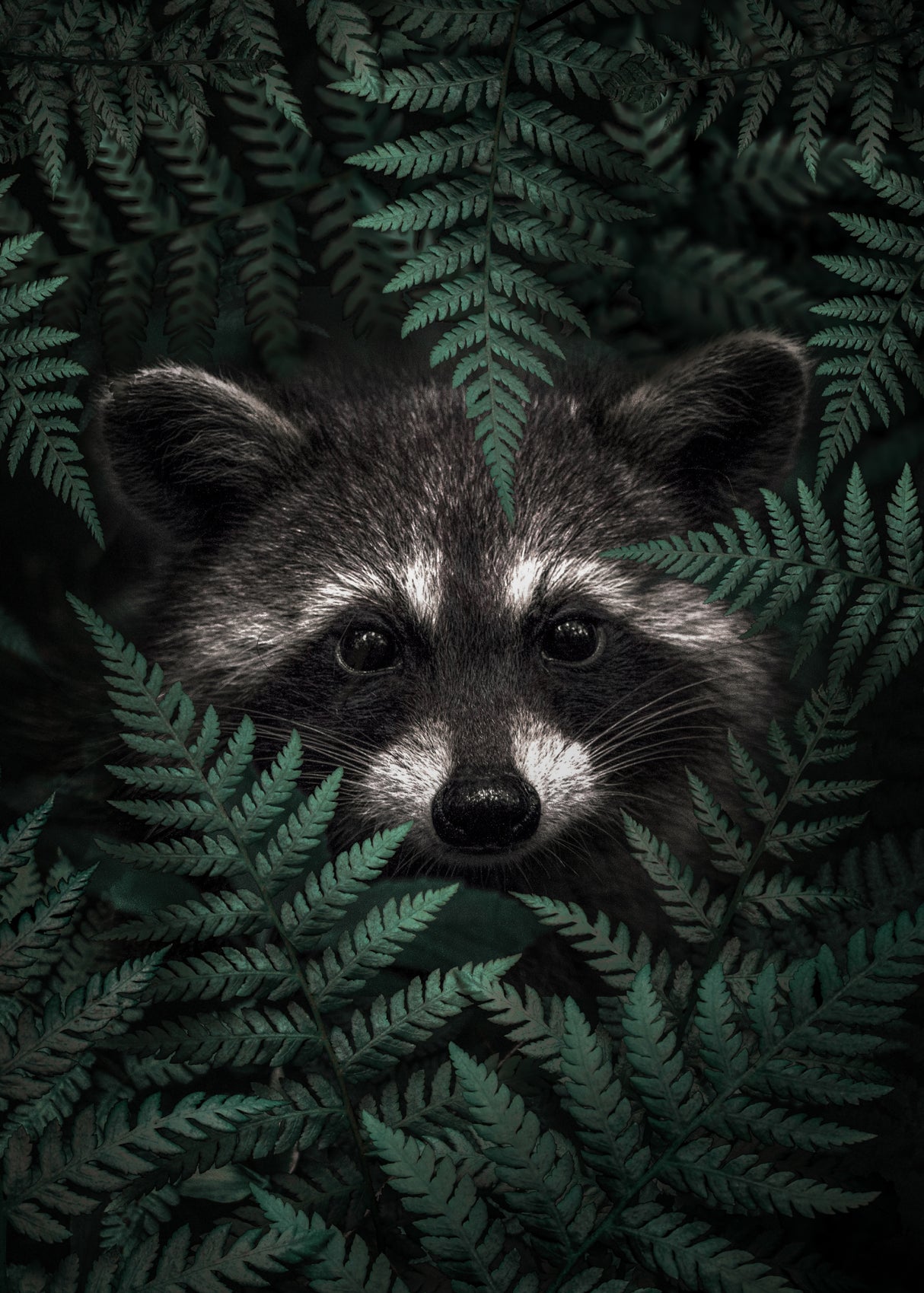 Raccoon In The Forest Poster och Canvastavla