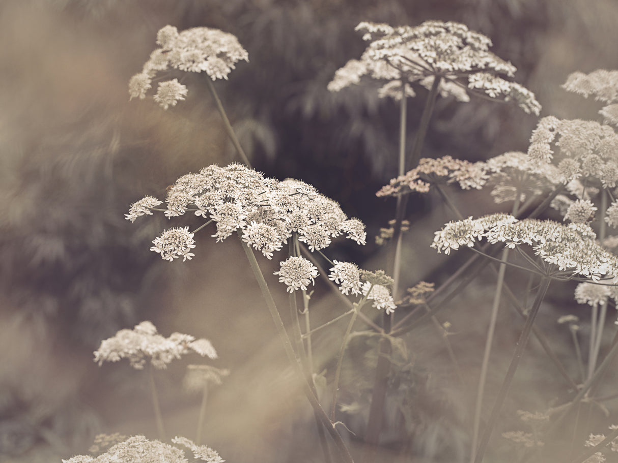 Wild Parsley Poster och Canvastavla