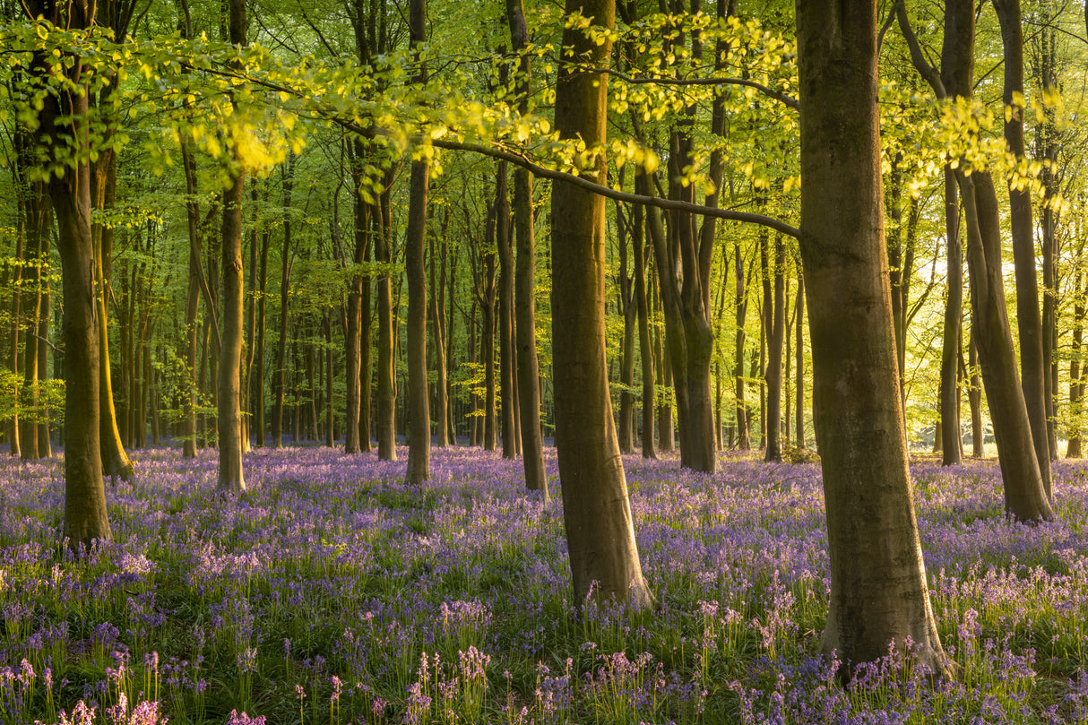 Bluebell Woodland Poster och Canvastavla