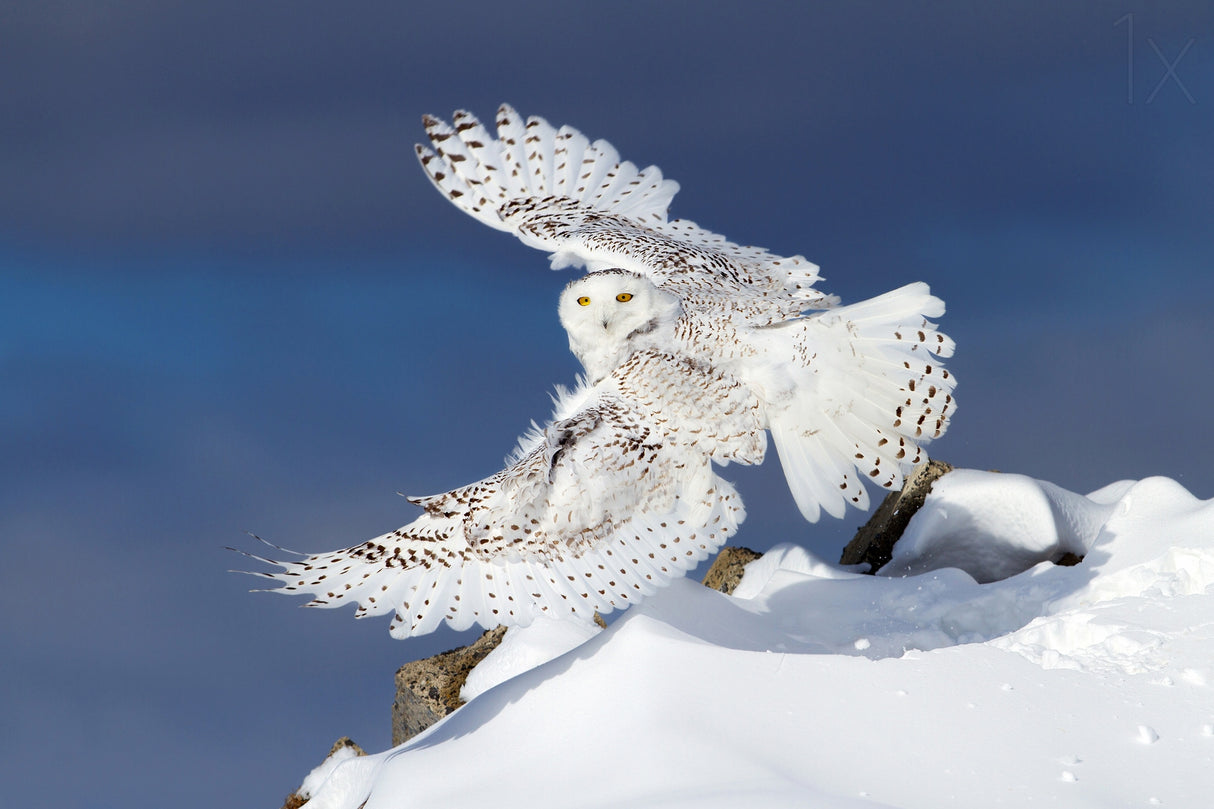 Snowy Owl in Flight Poster och Canvastavla