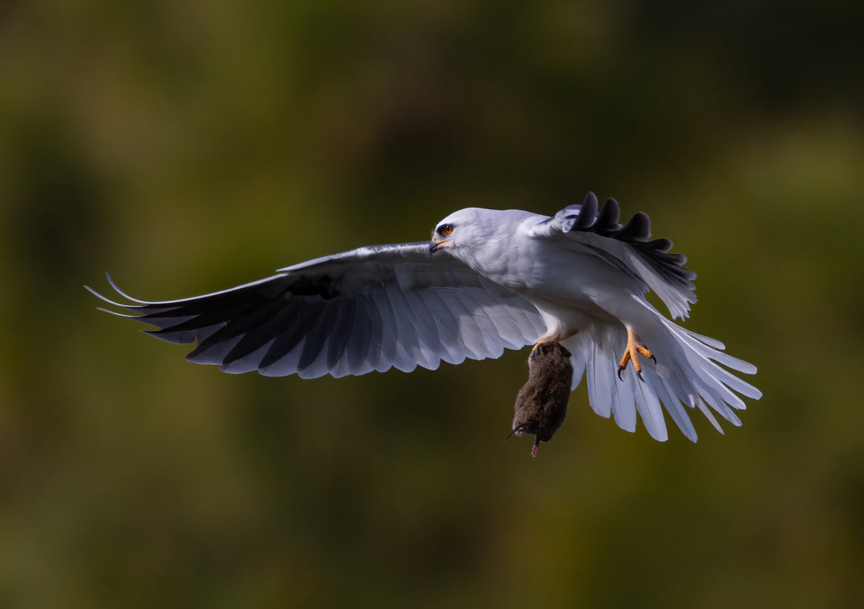 White tailed kite Poster och Canvastavla
