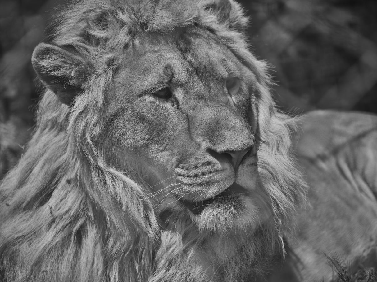 Portrait of a beautiful lion Poster och Canvastavla