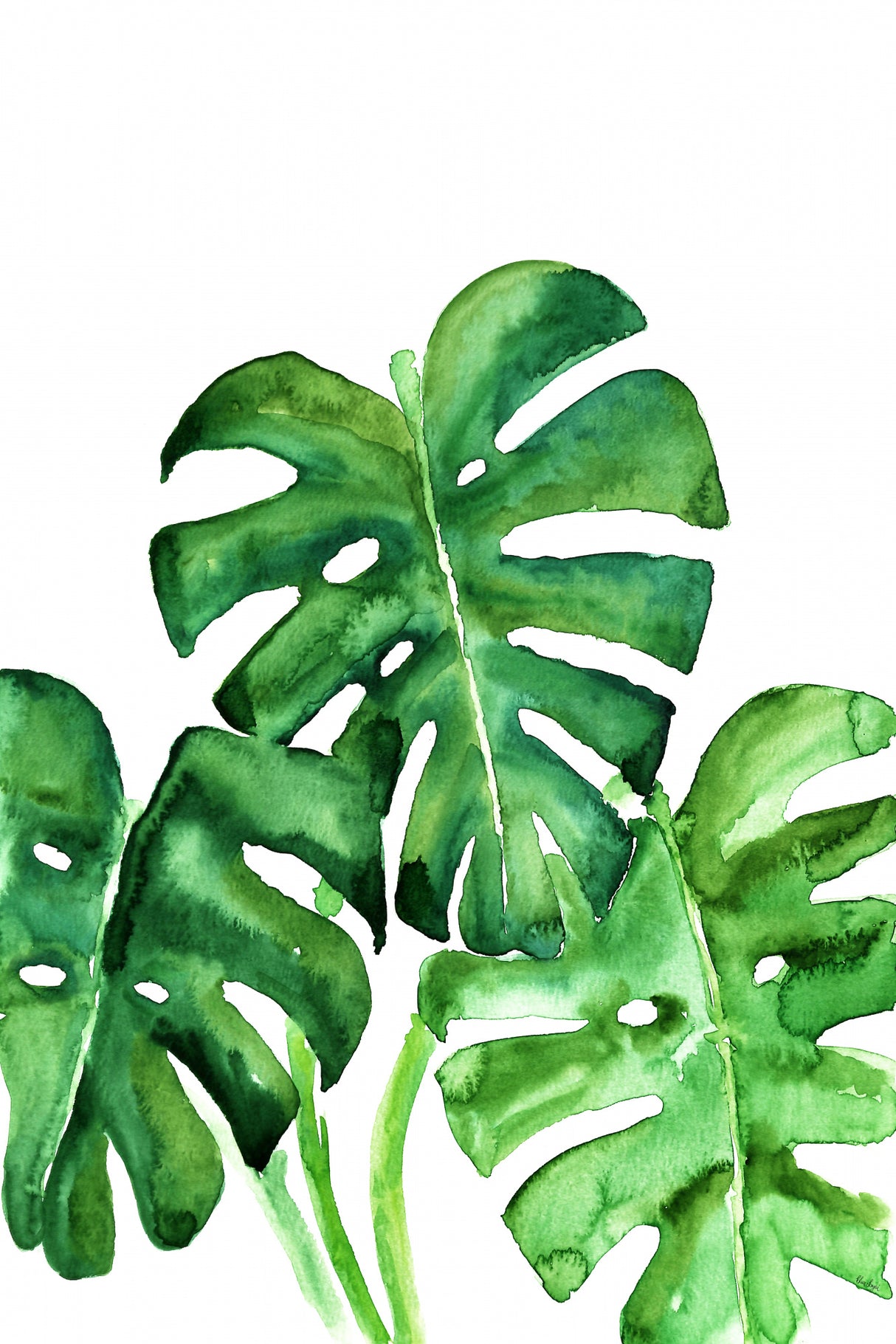 Monstera leaves in loose watercolor Poster och Canvastavla