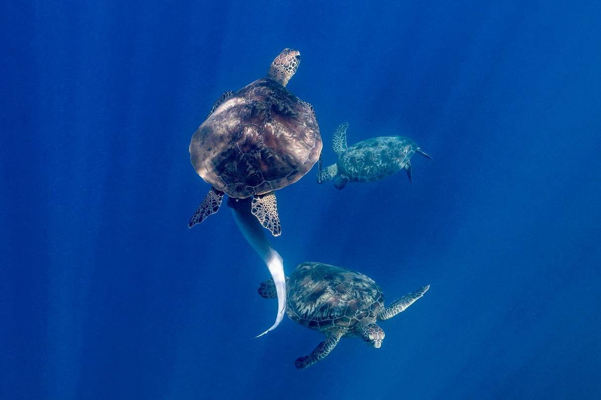 Living blue Poster och Canvastavla