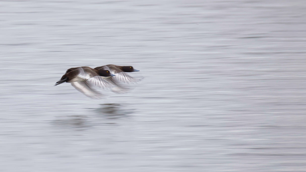 Two Tufted Duck Poster och Canvastavla
