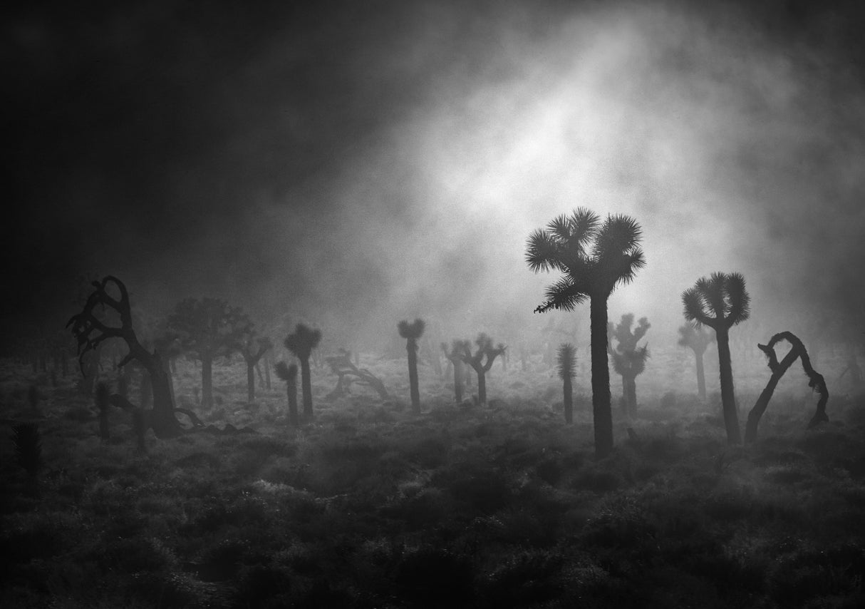 Mysterious forest Poster och Canvastavla