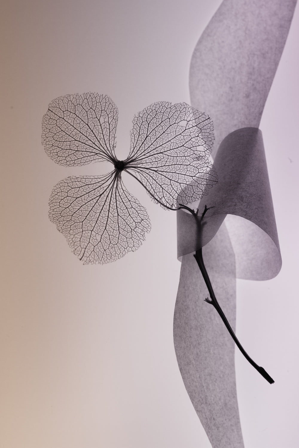 flower Poster och Canvastavla