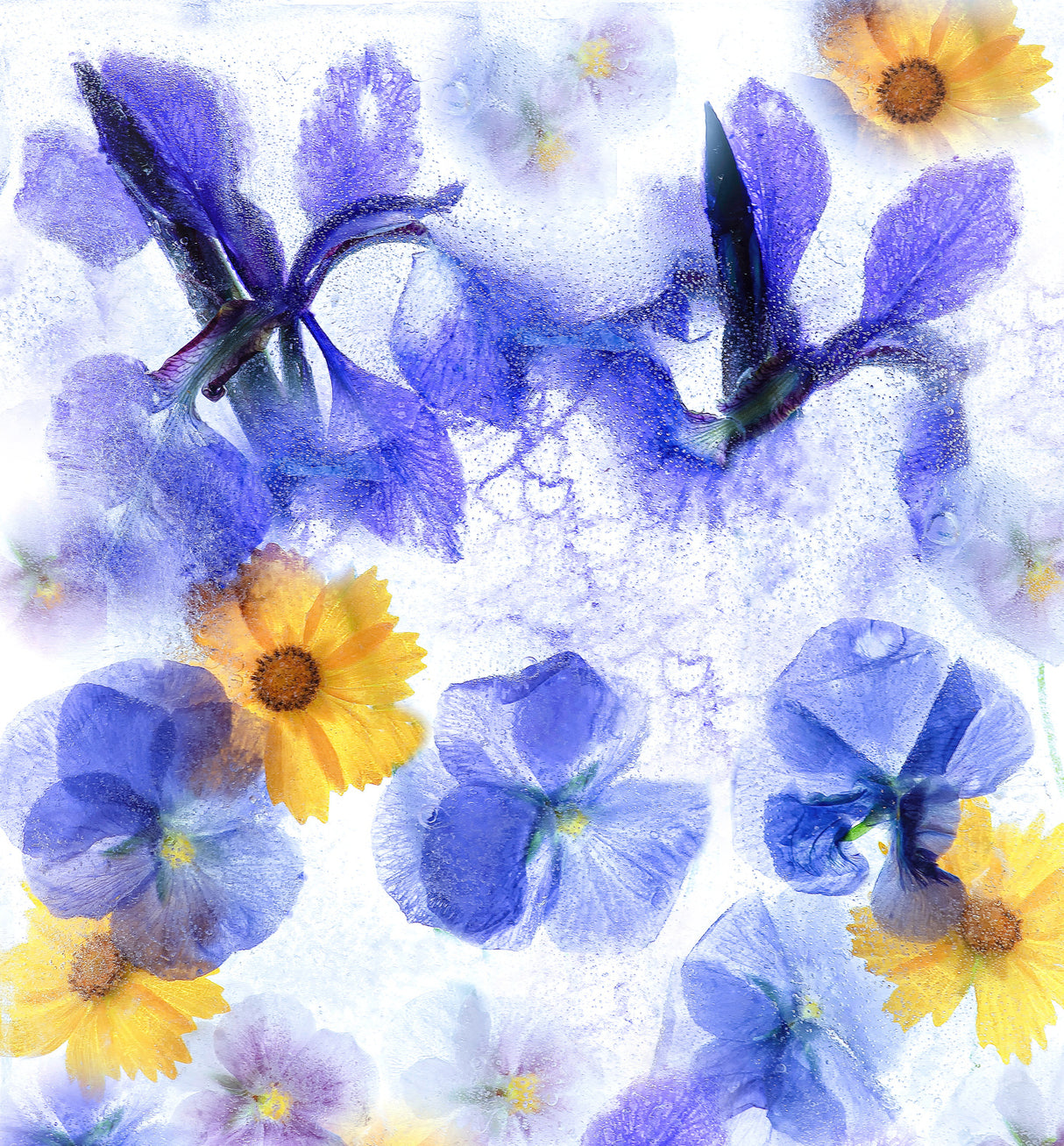 Frozen Spring Poster och Canvastavla