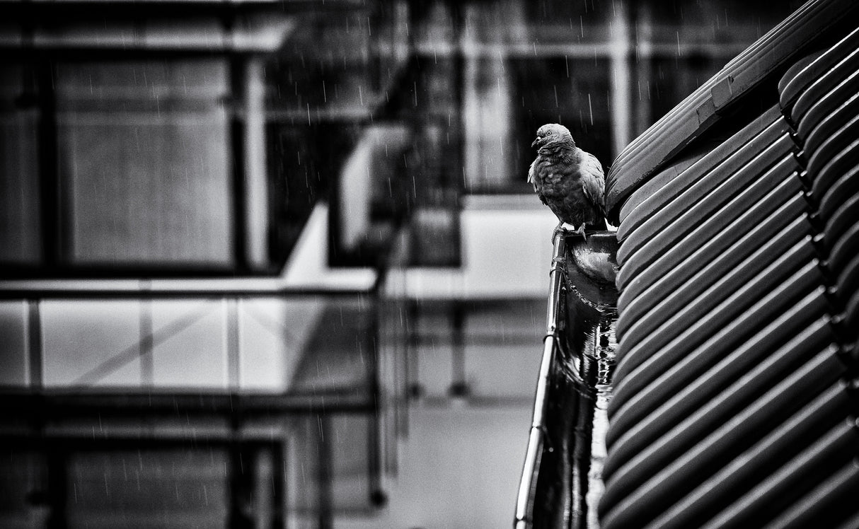 rainy day Poster och Canvastavla