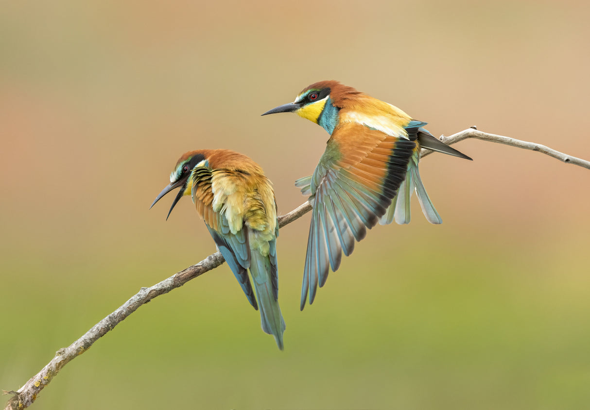 bee eater Poster och Canvastavla