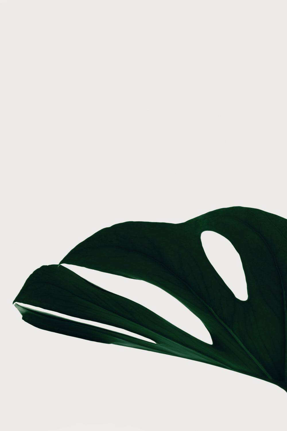 Monstera Natural 21 Poster och Canvastavla