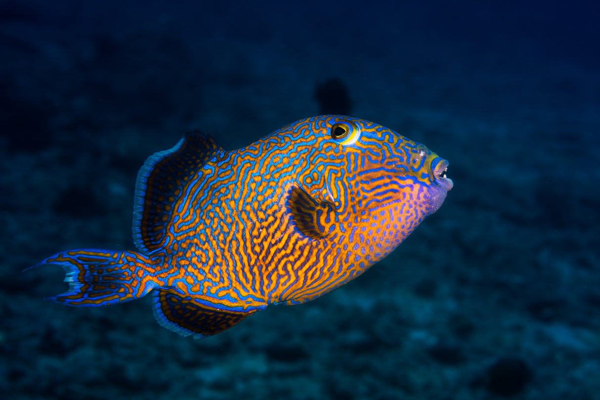 Blue triggerfish Poster och Canvastavla