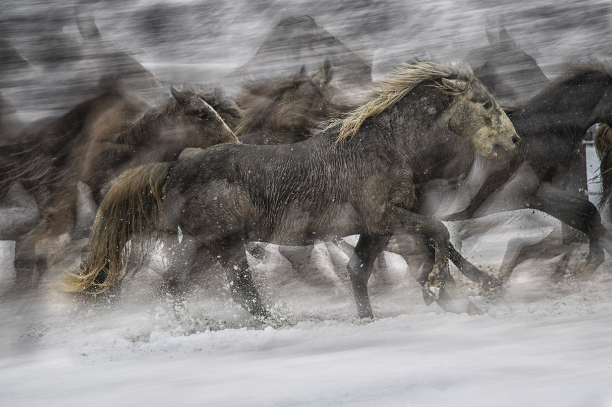 Galloping 2 Poster och Canvastavla