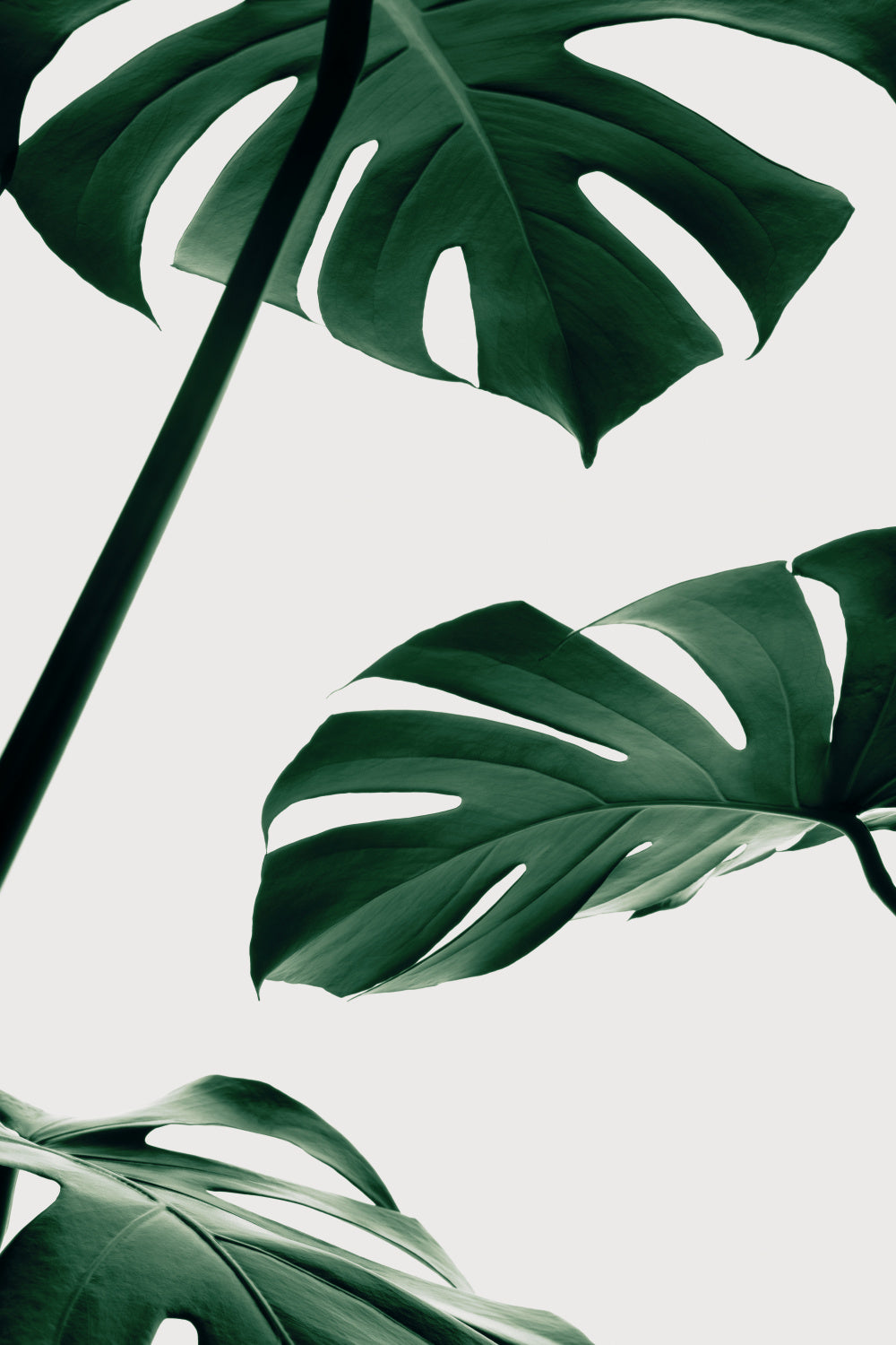 Monstera Natural 13 Poster och Canvastavla