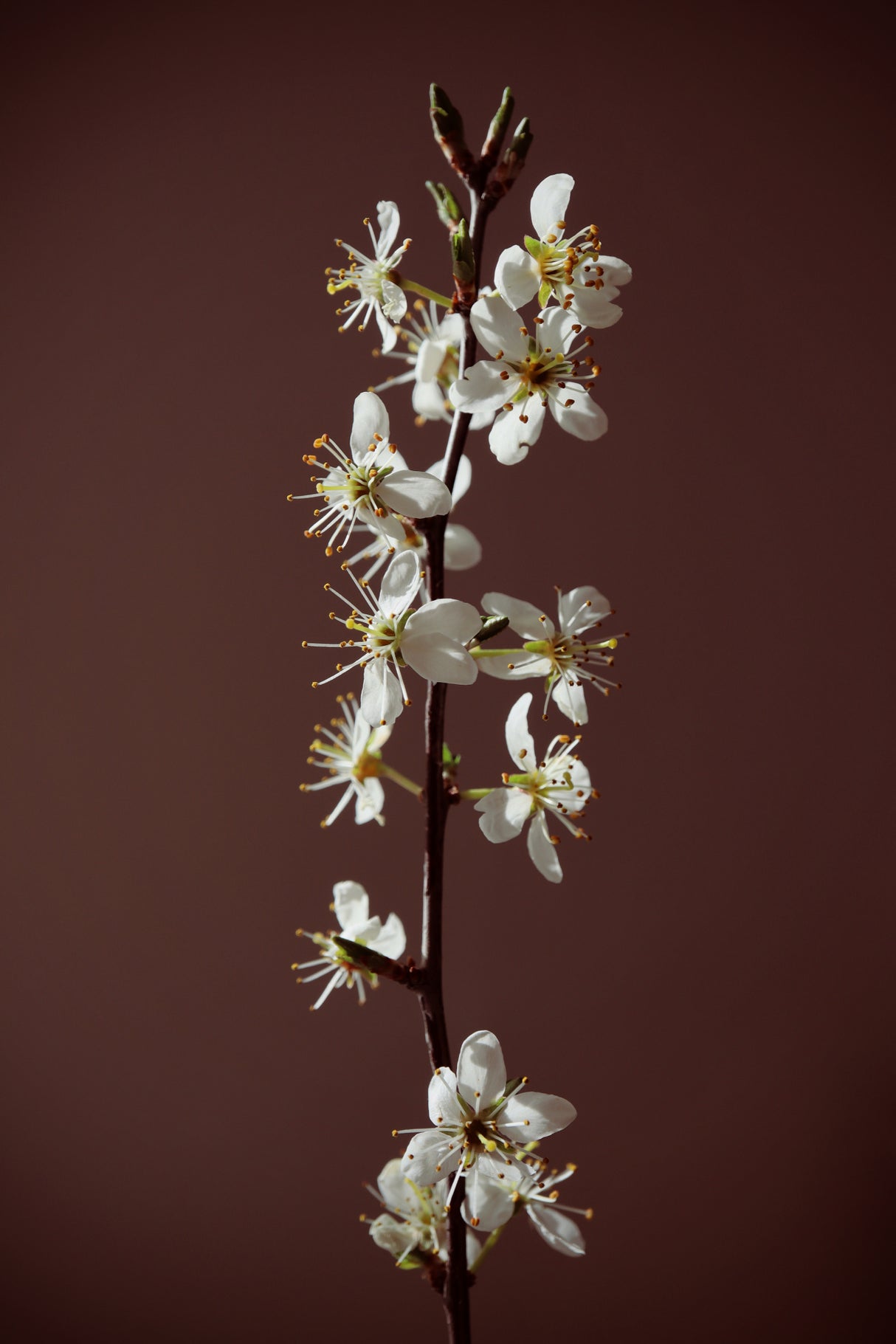Spring branch Poster och Canvastavla