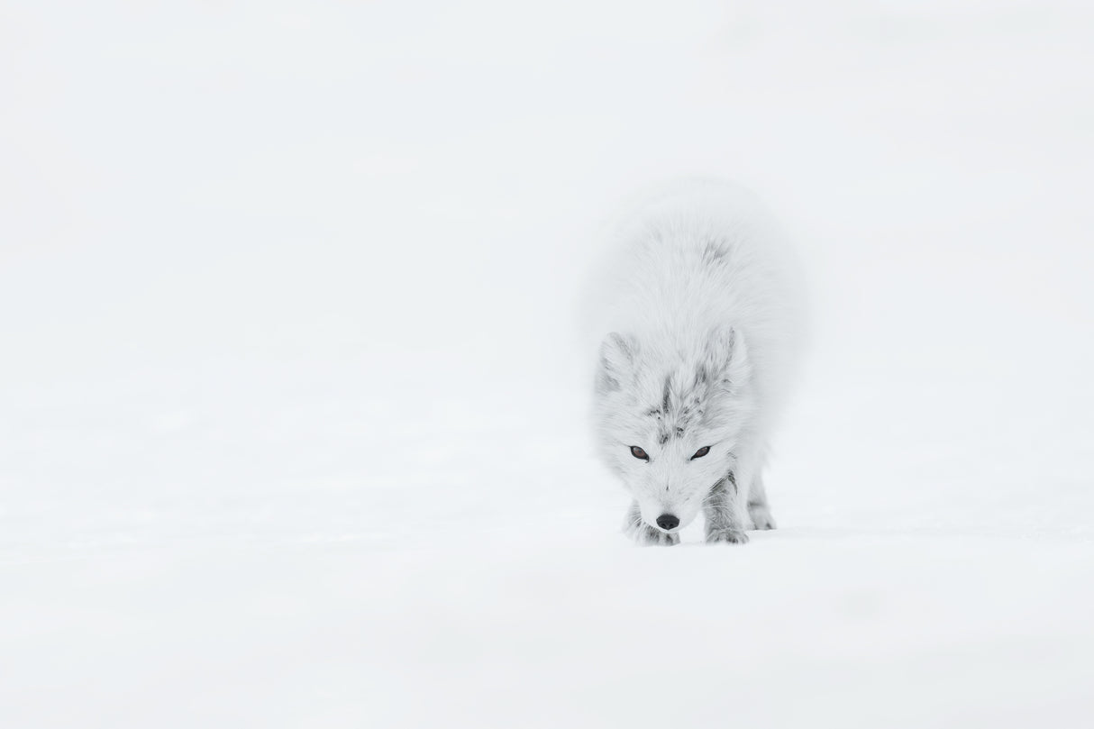 Arctic Fox Poster och Canvastavla