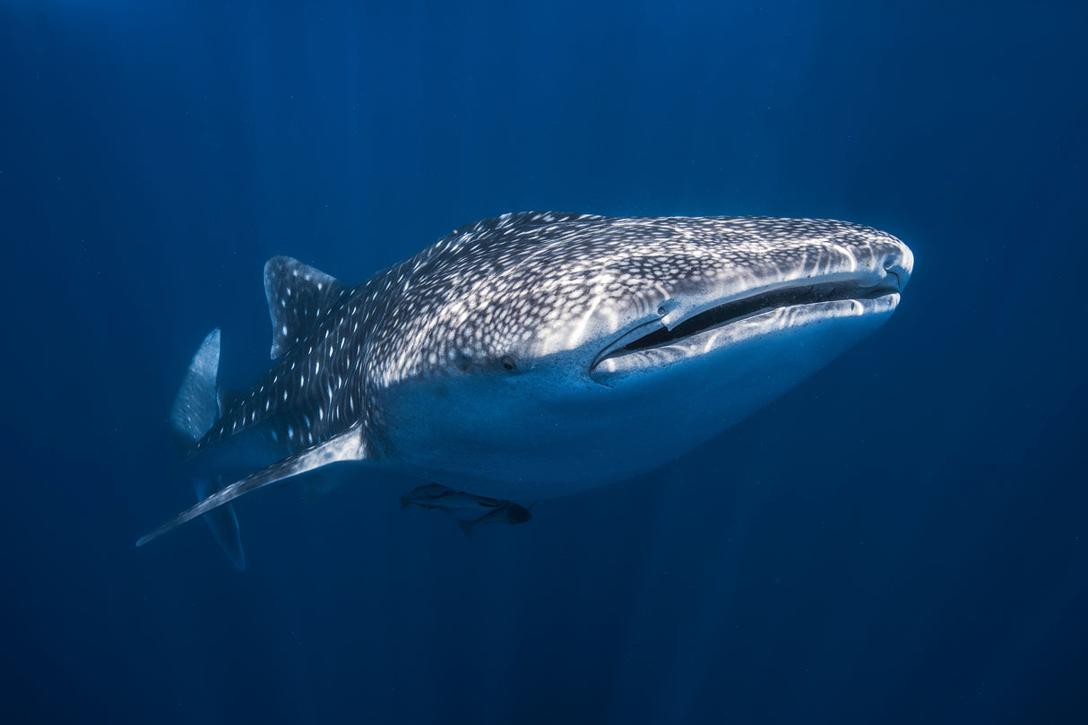 Whale Shark Poster och Canvastavla