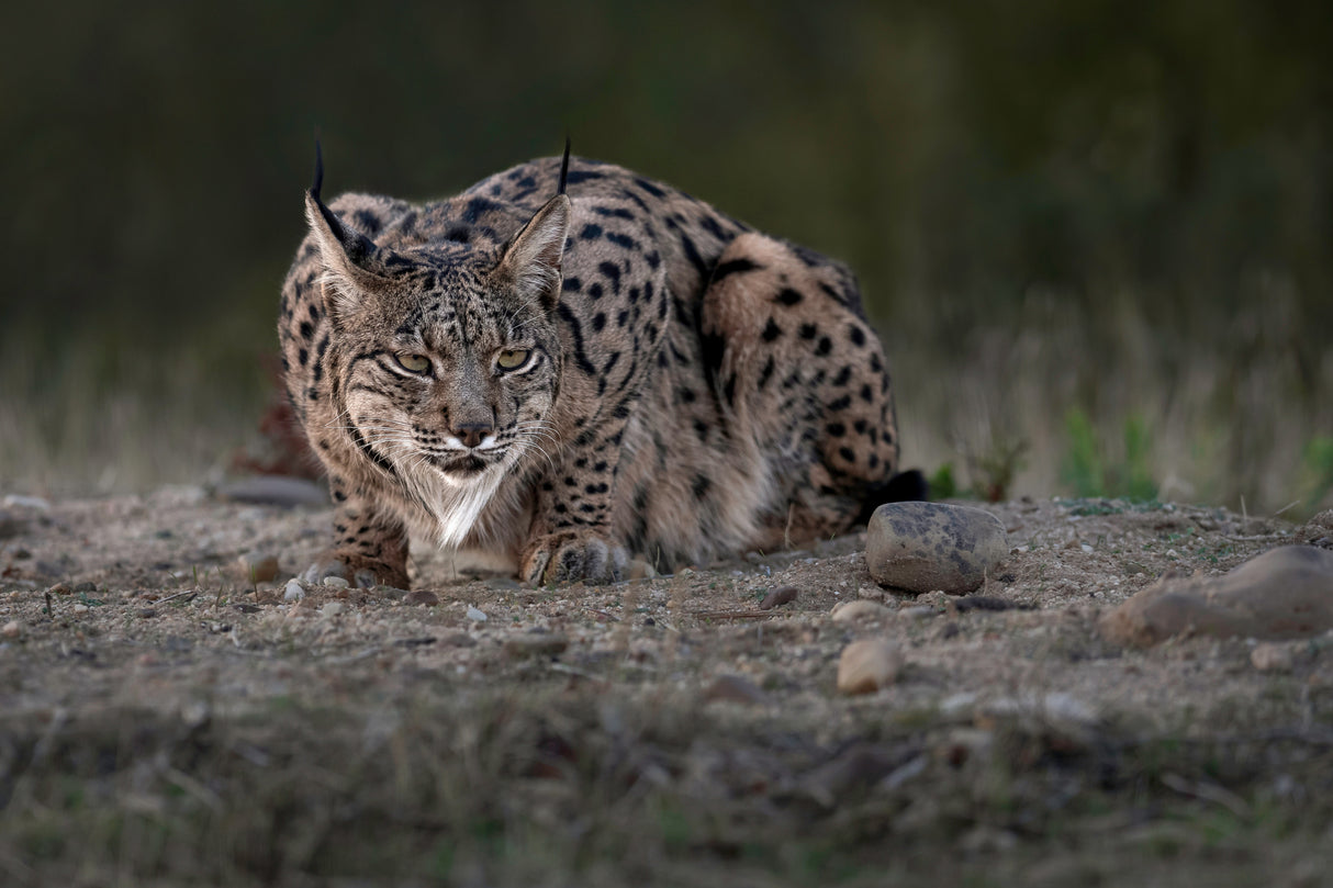 Iberian Lynx Poster och Canvastavla