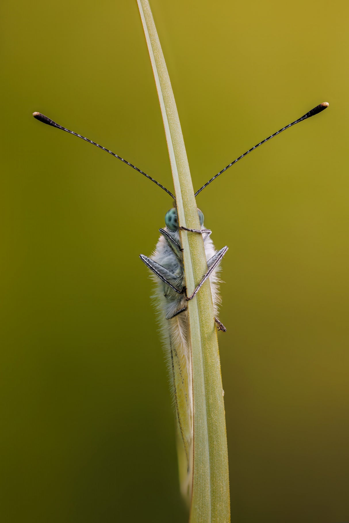 Green-veined white Poster och Canvastavla