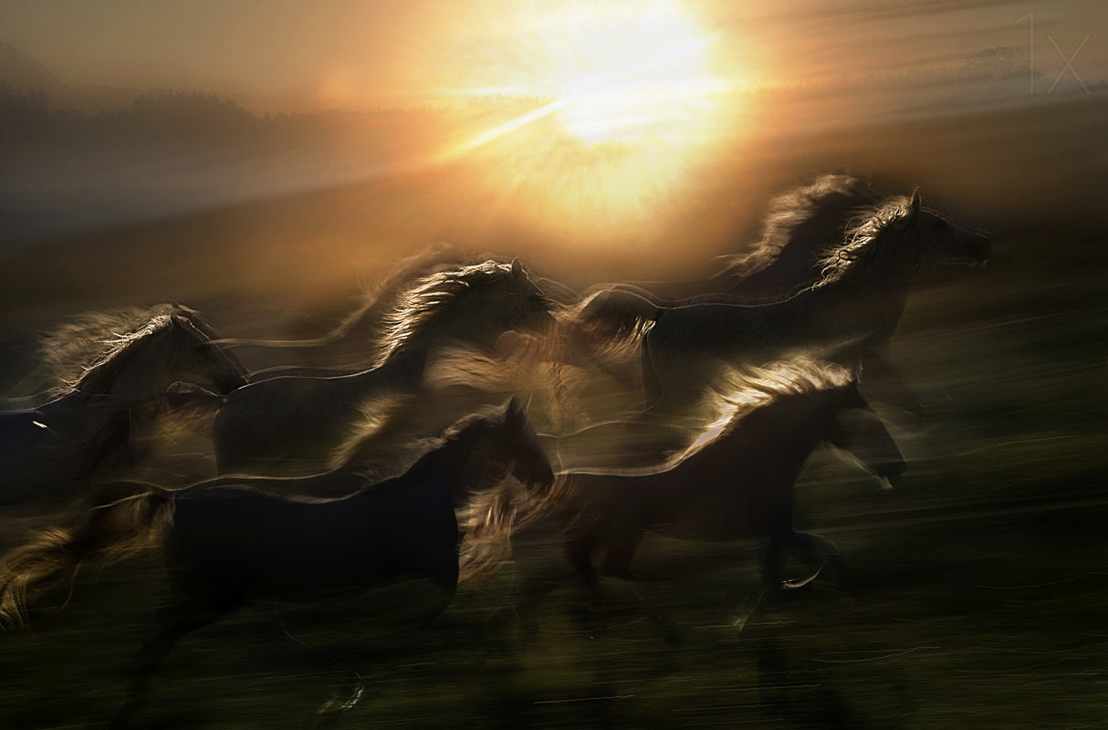 morning gallop Poster och Canvastavla