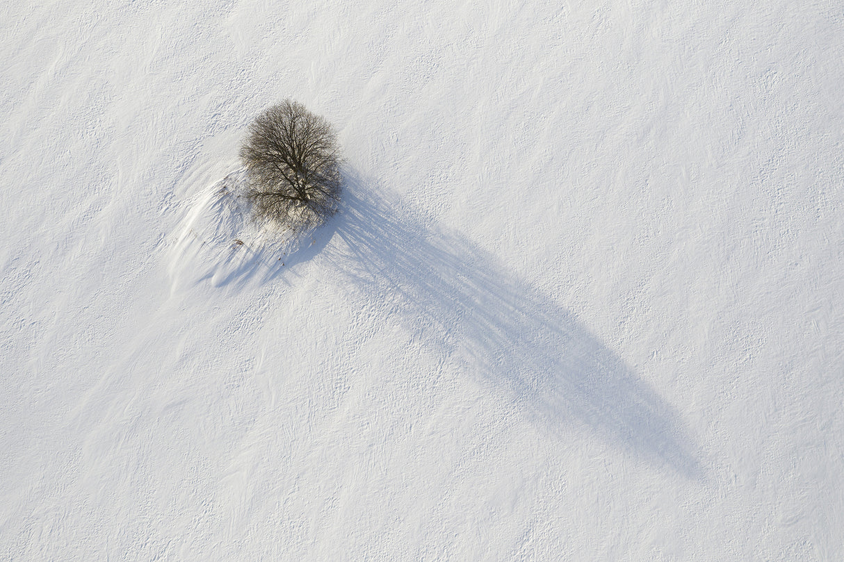 Alone in the field Poster och Canvastavla