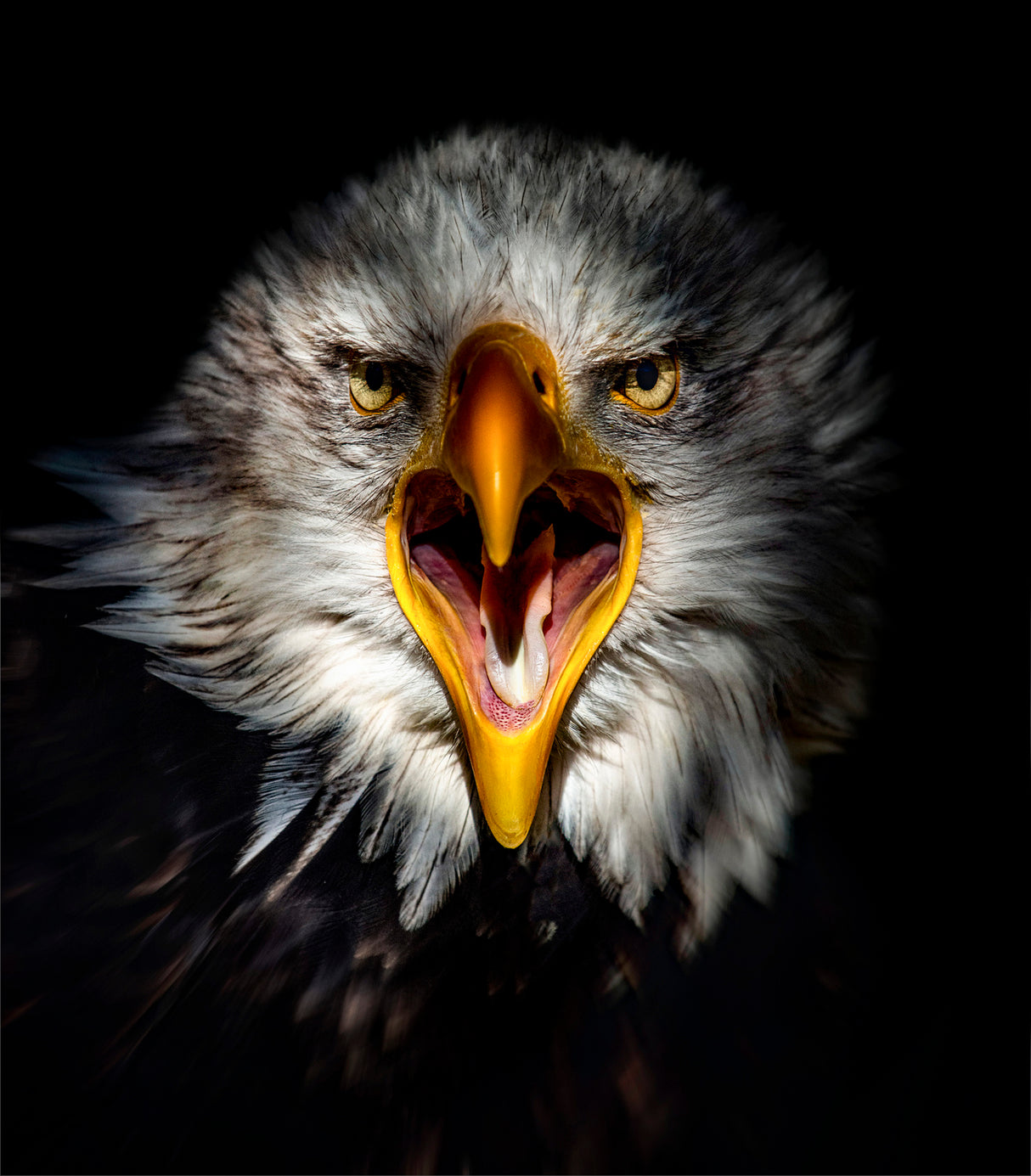 Eagel Poster och Canvastavla