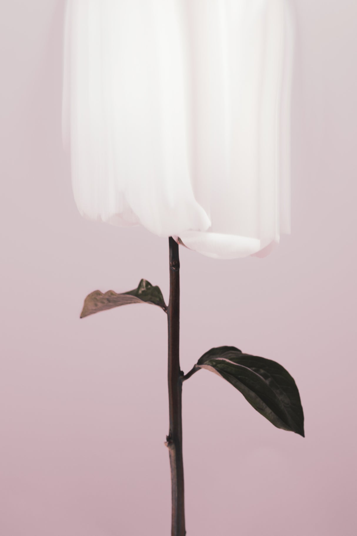 Peony 19 Poster och Canvastavla