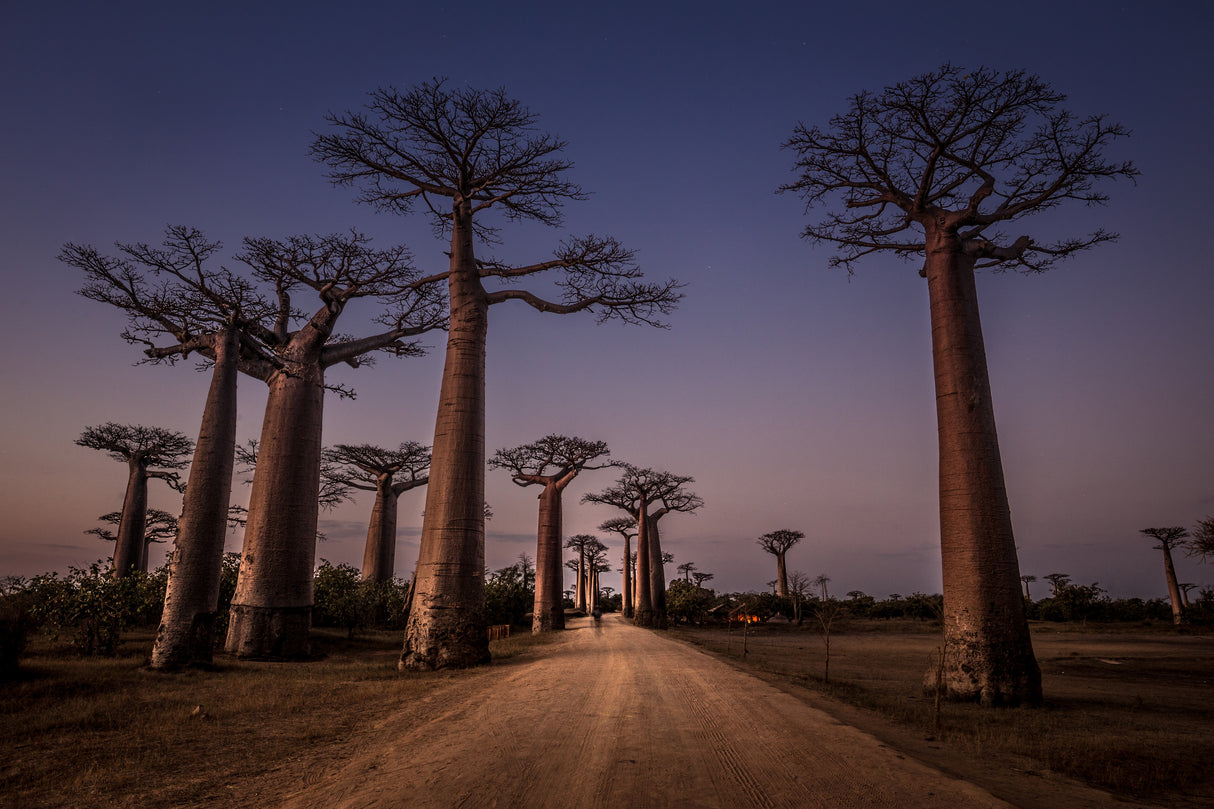 Allée des Baobabs Poster och Canvastavla