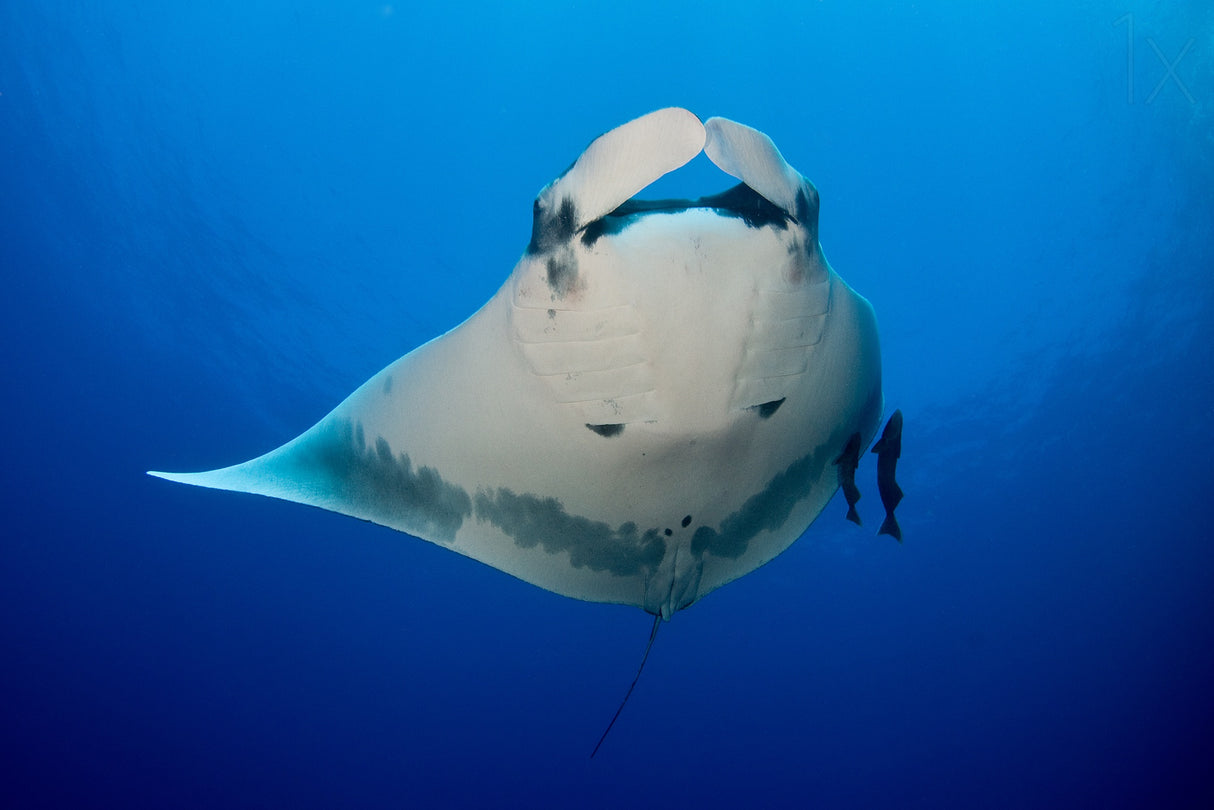 Manta Ray and Remoras Poster och Canvastavla