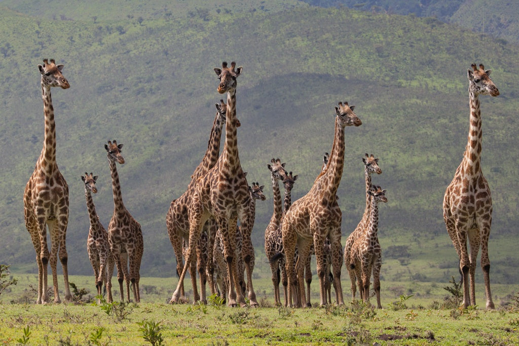 Giraff family Poster och Canvastavla