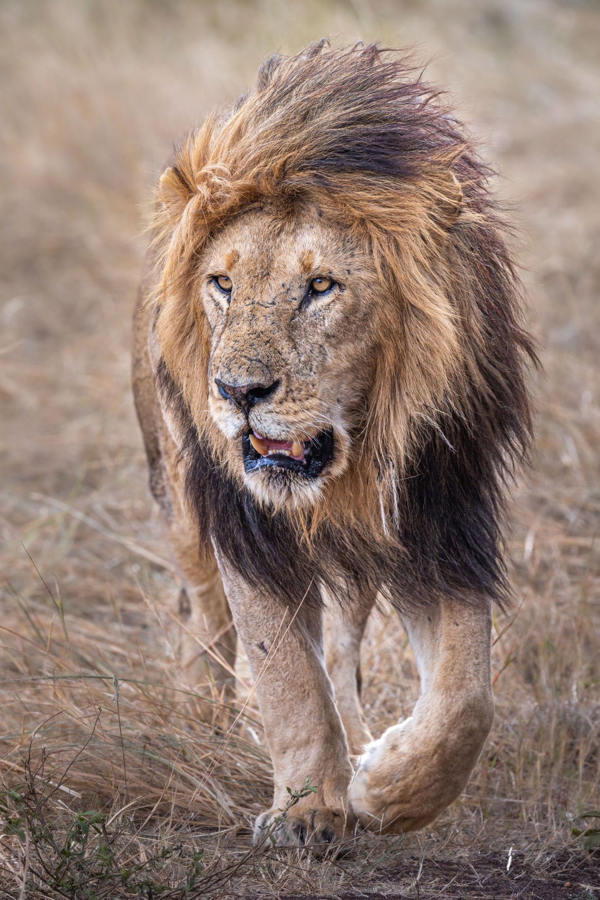 His Majesty Poster och Canvastavla
