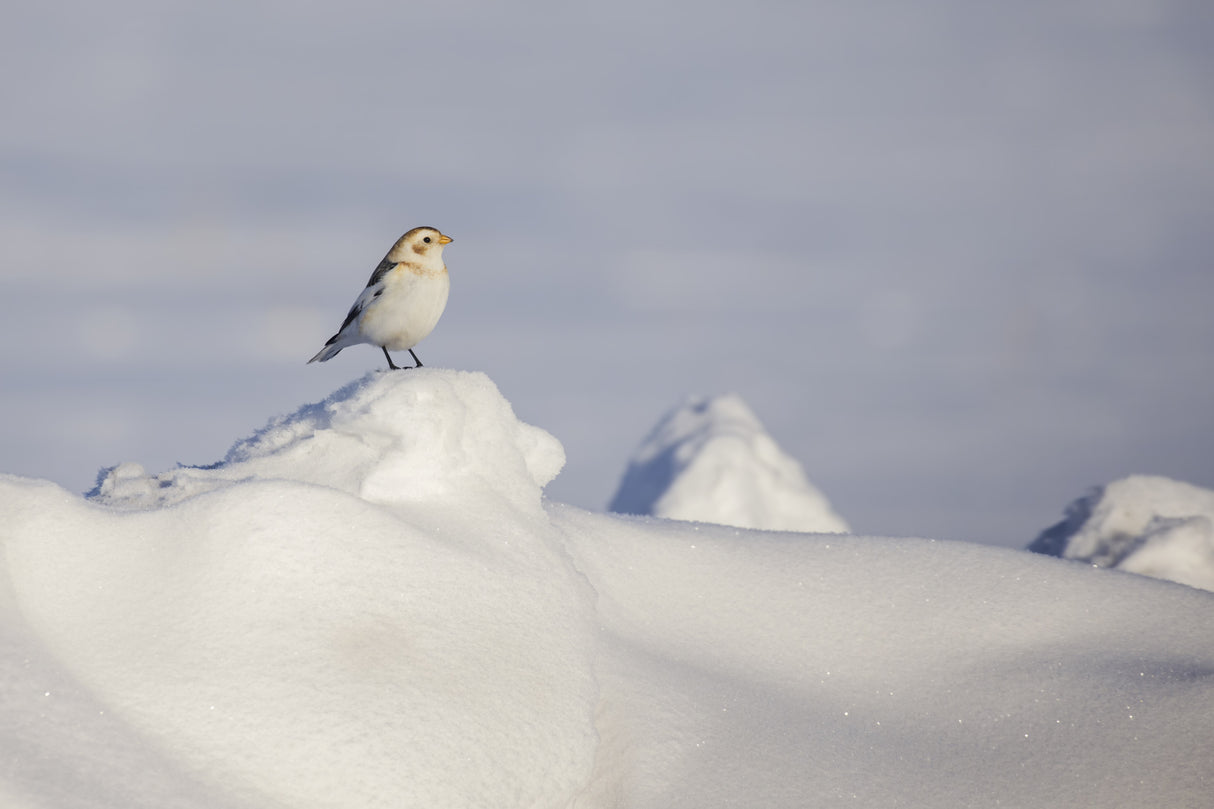 Winter Loneliness Poster och Canvastavla